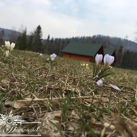Alpstuga Zakatek Dziewiecsil *