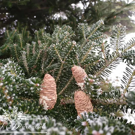 Chalet Zakatek Dziewiecsil *