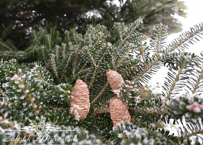 Chalet Zakatek Dziewiecsil *